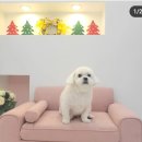 메리몰펫샵 이미지