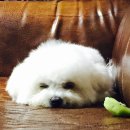 슬기로운멍생활 이미지