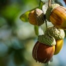 도토리 이미지