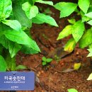 로벨리아 이미지