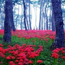 산호동136 이미지