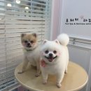 망고&체리 애견샵 이미지