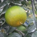 배꼽농원 이미지