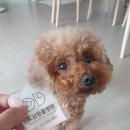 배곧도담동물병원 이미지