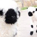 은해반려동물보조기 이미지