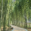 섬진강대나무숲길 이미지
