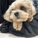 도그런하우스 이미지