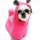 펫프린스애견샵 이미지