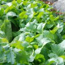 새터농장 이미지