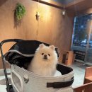 남현댕 애견미용 이미지