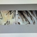 씨유 광주오포대명점 | 경기광주 오포동 두피 탈모케어 스파오라스칼프 관리 후기 : 주차, 두피 관리 정보