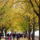 곡교천 은행나무길 이미지