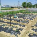 2행운농장 이미지