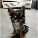 멍앤냥 강아지고양이 안양점 이미지