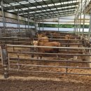 복수축산 이미지