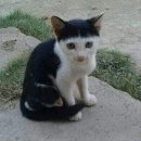 밤톨헤어 이미지