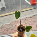 카페마주