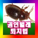 집에 작은 벌레 극성 이미지