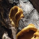 황금버섯 이미지