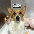 팅커벨 이미지