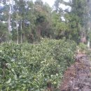 표선리-27 이미지