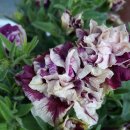 (주)하나마이 이미지