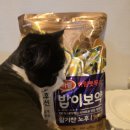 하림 밥이보약 활기찬 노후, 3년째 먹이는 시니어고양이사료 솔직후기