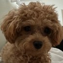 블라썸펫 이미지