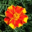 메리골드 이미지