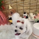 베스티멍 네이버블로그