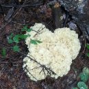 항암의 최고 약초 꽃송이 버섯 이미지