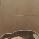 멍멍멍 애견카페 | 애견카페_ 카페댕스 후기 야외 운동장(내 돈 내산)
