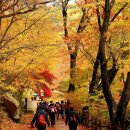 (토요 힐링여행) 11월 01일 꿈속에 온듯 몽환적인 신비로운 풍경 문광저수지 아침 은행나무길 + 단풍명소 &amp; 속리산 세조길 가을축제 이미지