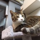 카페거리 동물병원 동행 이미지