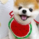 핑크언니PET샵 이미지