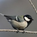 김경룡 카카오 검색결과