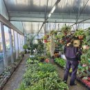 삼성농원 | 수원 화훼 농원, 삼성꽃농원에서 새로 꽃 심고 온 후기