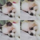 베베펫살롱 | 원주애견미용/명륜동/베베펫살롱♡
