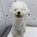 하이랑 애견유치원 이미지