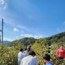 목화(1차) 이미지