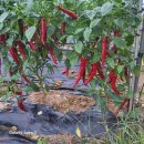 25년산 햇 고추가루 판매합니다ㅡ이제야 고추 손봤습니다 이미지