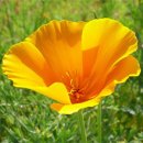 [3월 24일 탄생화] 금영화(Clifornia Poppy) : 희망 이미지