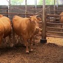 우량한우 이미지