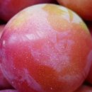 장대농장 이미지