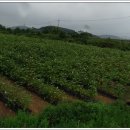 목화자원 이미지