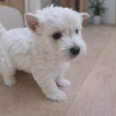 화이트 독 이미지