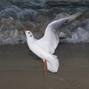 부산갈매기 이미지