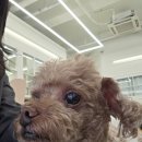 더왈츠앤조이피아 이미지