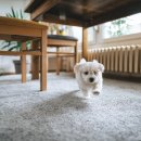 펫스타일 이미지