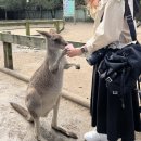 혼자서 시드니 - 4 : 블루마운틴 소규모 올데이투어 후기(My Sydney) 🖤